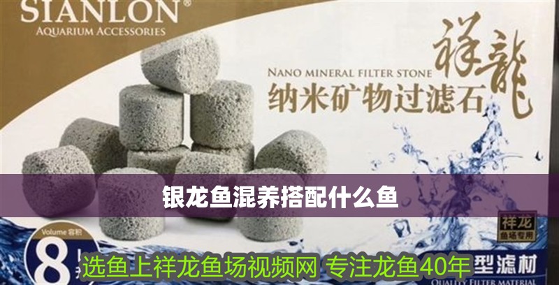 銀龍魚混養搭配什么魚