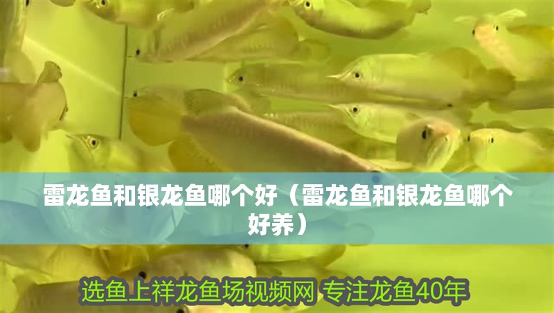 雷龍魚和銀龍魚哪個好（雷龍魚和銀龍魚哪個好養）