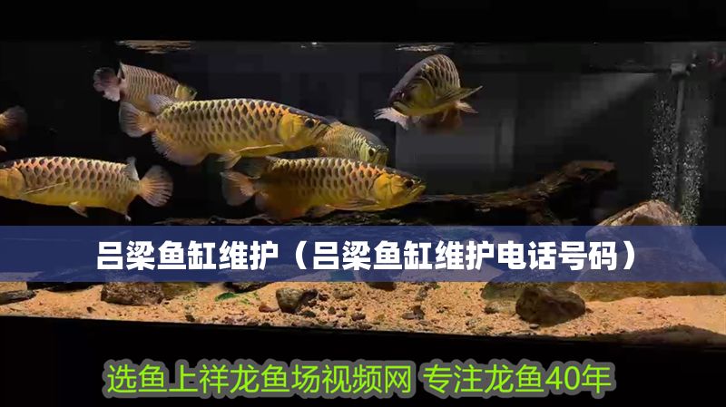 呂梁魚缸維護（呂梁魚缸維護電話號碼）