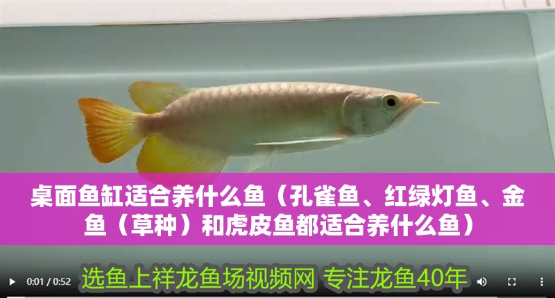桌面魚缸適合養什么魚（孔雀魚、紅綠燈魚、金魚（草種）和虎皮魚都適合養什么魚）