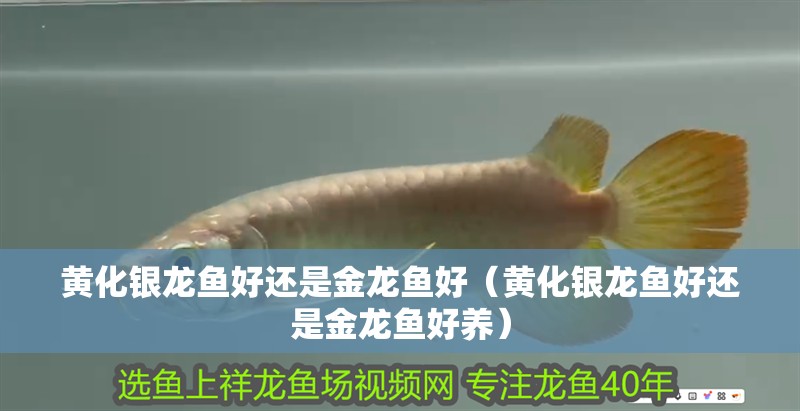 黃化銀龍魚(yú)好還是金龍魚(yú)好（黃化銀龍魚(yú)好還是金龍魚(yú)好養(yǎng)）