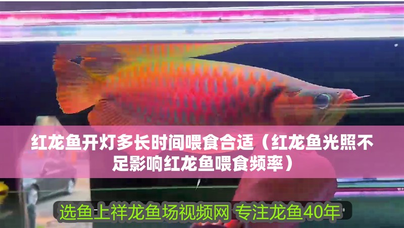 紅龍魚開燈多長時間喂食合適（紅龍魚光照不足影響紅龍魚喂食頻率）
