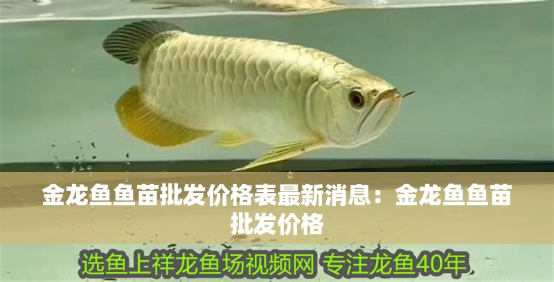 金龍魚魚苗批發(fā)價(jià)格表最新消息：金龍魚魚苗批發(fā)價(jià)格