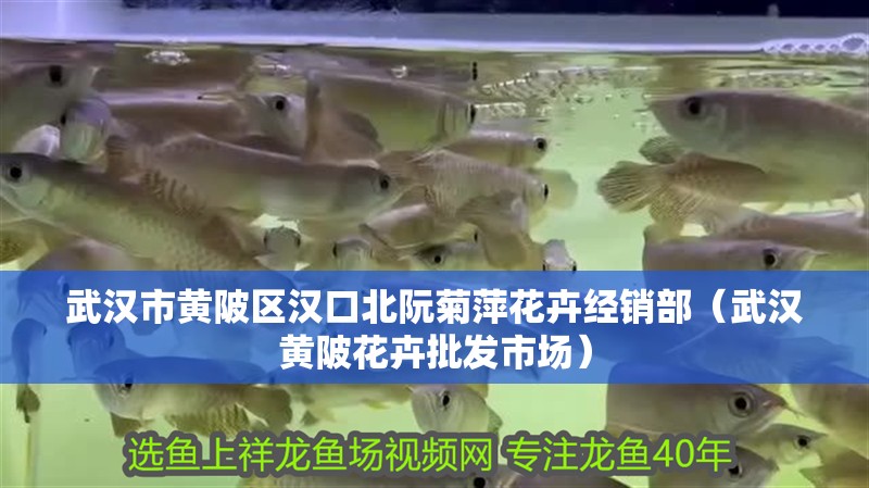 武漢市黃陂區(qū)漢口北阮菊萍花卉經(jīng)銷部（武漢黃陂花卉批發(fā)市場(chǎng)）