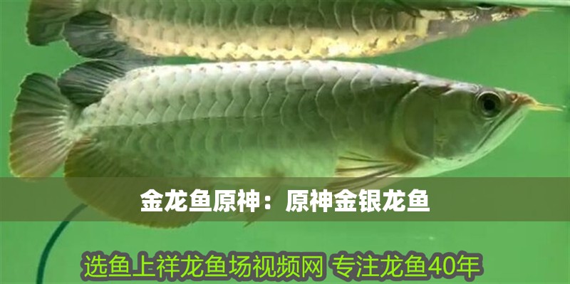 金龍魚原神：原神金銀龍魚