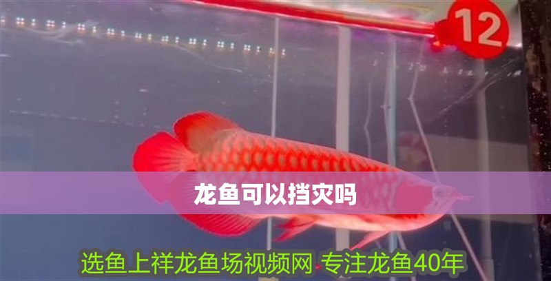 龍魚可以擋災嗎
