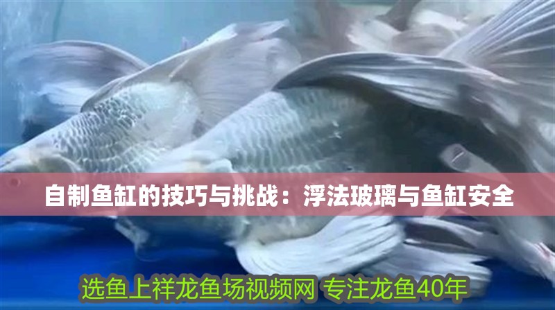 自制魚缸的技巧與挑戰：浮法玻璃與魚缸安全