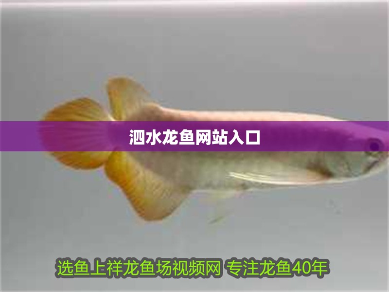泗水龍魚網站入口