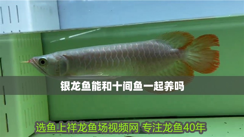 銀龍魚能和十間魚一起養嗎