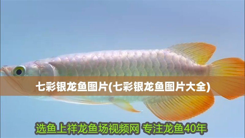 魚缸造景先放沙還是先放水(魚缸造景先鋪沙還是先放石頭) 七彩銀龍魚圖片(七彩銀龍魚圖片大全) 銀龍魚百科 七彩銀龍魚圖片(七彩銀龍魚圖片大全) 七彩銀龍魚圖片(七彩銀龍魚圖片大全) 銀龍魚百科