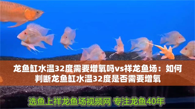 龍魚缸水溫32度需要增氧嗎vs祥龍魚場：如何判斷龍魚缸水溫32度是否需要增氧