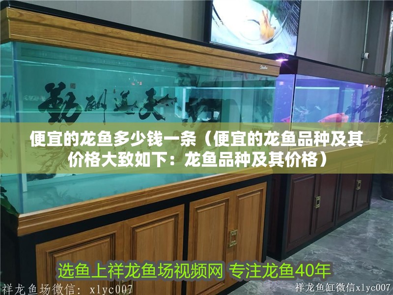 便宜的龍魚多少錢一條（便宜的龍魚品種及其價格大致如下：龍魚品種及其價格）
