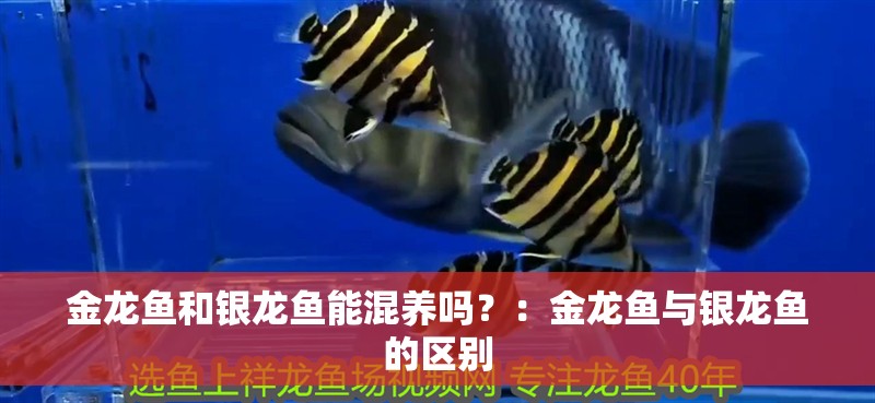 金龍魚和銀龍魚能混養嗎？：金龍魚與銀龍魚的區別