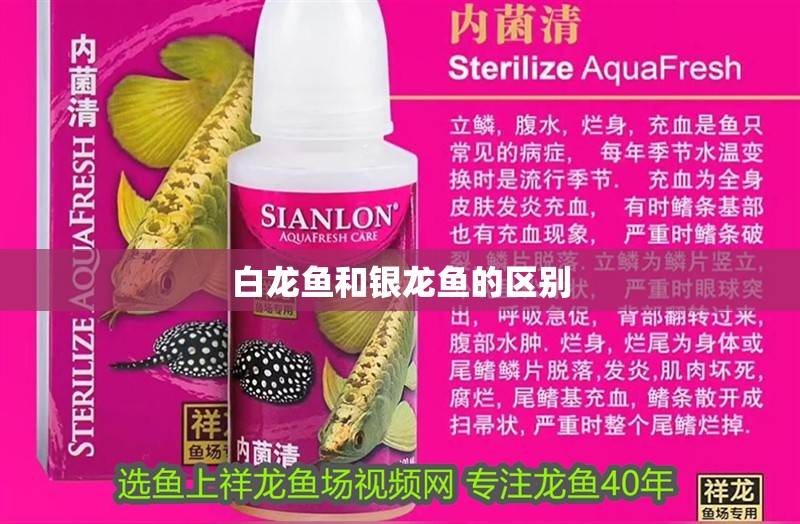 白龍魚和銀龍魚的區(qū)別