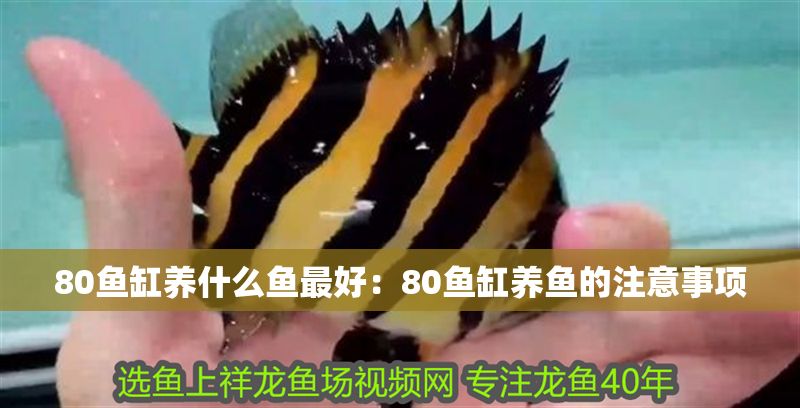 80魚缸養(yǎng)什么魚最好：80魚缸養(yǎng)魚的注意事項(xiàng)