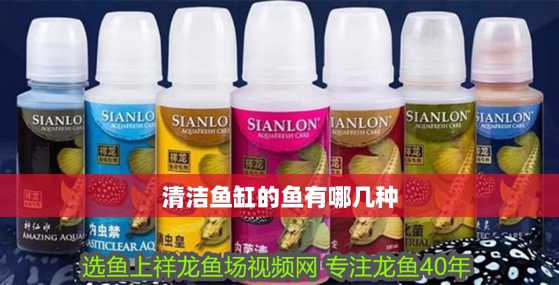清潔魚缸的魚有哪幾種