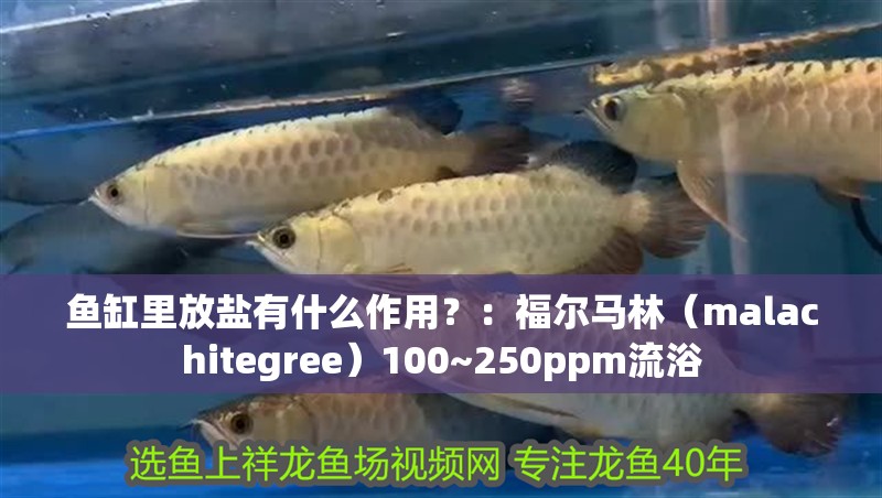 魚缸里放鹽有什么作用？：福爾馬林（malachitegree）100~250ppm流浴