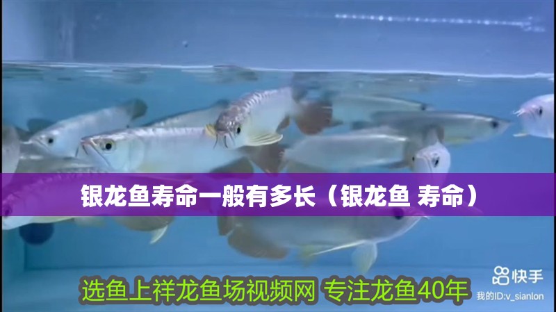 銀龍魚壽命一般有多長（銀龍魚 壽命）