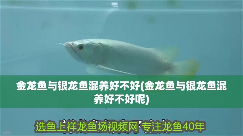 金龍魚與銀龍魚混養(yǎng)好不好(金龍魚與銀龍魚混養(yǎng)好不好呢)