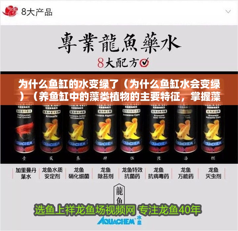 紅龍魚用黃燈烤有用嗎 為什么魚缸的水變綠了(為什么魚缸水會變綠)(養魚缸中的藻類植物的主要特征,掌握藻類植物的主要特征) 魚缸百科 為什么魚缸的水變綠了(為什么魚缸水會變綠)(養魚缸中的藻類植物的主要特征,掌握藻類植物的主要特征) 為什么魚缸的水變綠了(為什么魚缸水會變綠)(養魚缸中的藻類植物的主要特征,掌握藻類植物的主要特征) 魚缸百科