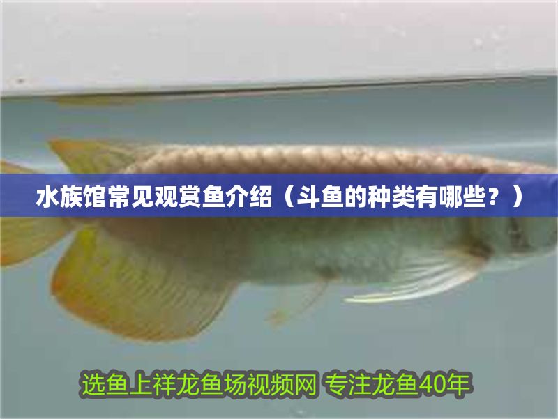 水族館常見(jiàn)觀賞魚(yú)介紹（斗魚(yú)的種類(lèi)有哪些？） 水族館常見(jiàn)觀賞魚(yú)介紹（斗魚(yú)的種類(lèi)有哪些？） 水族館百科（水族館加盟） 第1張