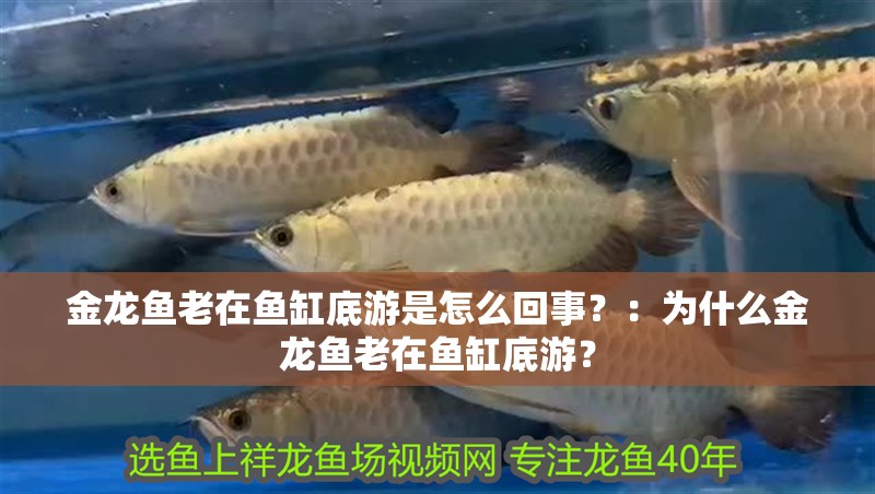 金龍魚老在魚缸底游是怎么回事？：為什么金龍魚老在魚缸底游？