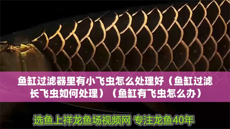 魚缸過濾器里有小飛蟲怎么處理好（魚缸過濾長飛蟲如何處理）（魚缸有飛蟲怎么辦）