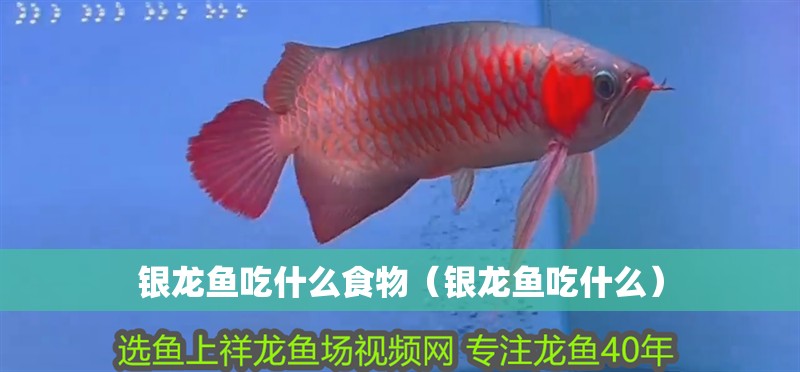 銀龍魚吃什么食物（銀龍魚吃什么）