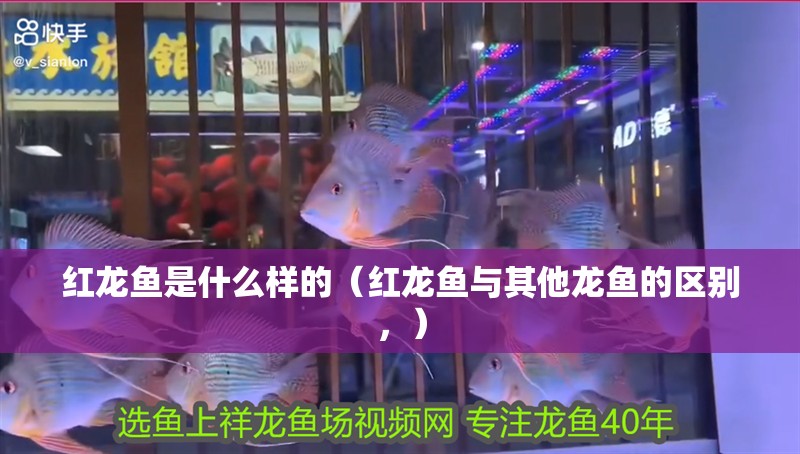 紅龍魚是什么樣的（紅龍魚與其他龍魚的區別，）