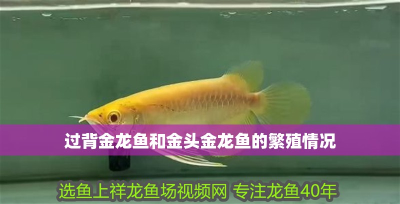 過背金龍魚和金頭金龍魚的繁殖情況