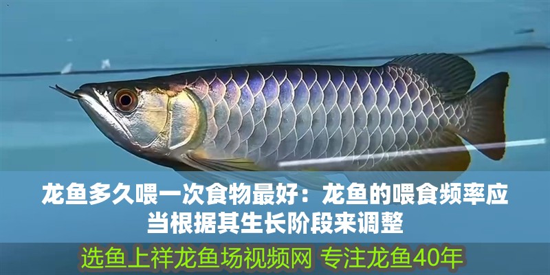龍魚多久喂一次食物最好：龍魚的喂食頻率應(yīng)當(dāng)根據(jù)其生長(zhǎng)階段來(lái)調(diào)整