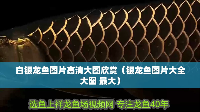 白銀龍魚圖片高清大圖欣賞（銀龍魚圖片大全大圖 最大）