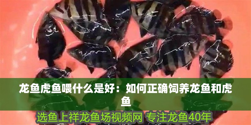 龍魚虎魚喂什么是好：如何正確飼養龍魚和虎魚
