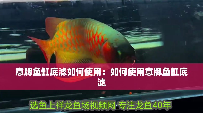 意牌魚缸底濾如何使用：如何使用意牌魚缸底濾