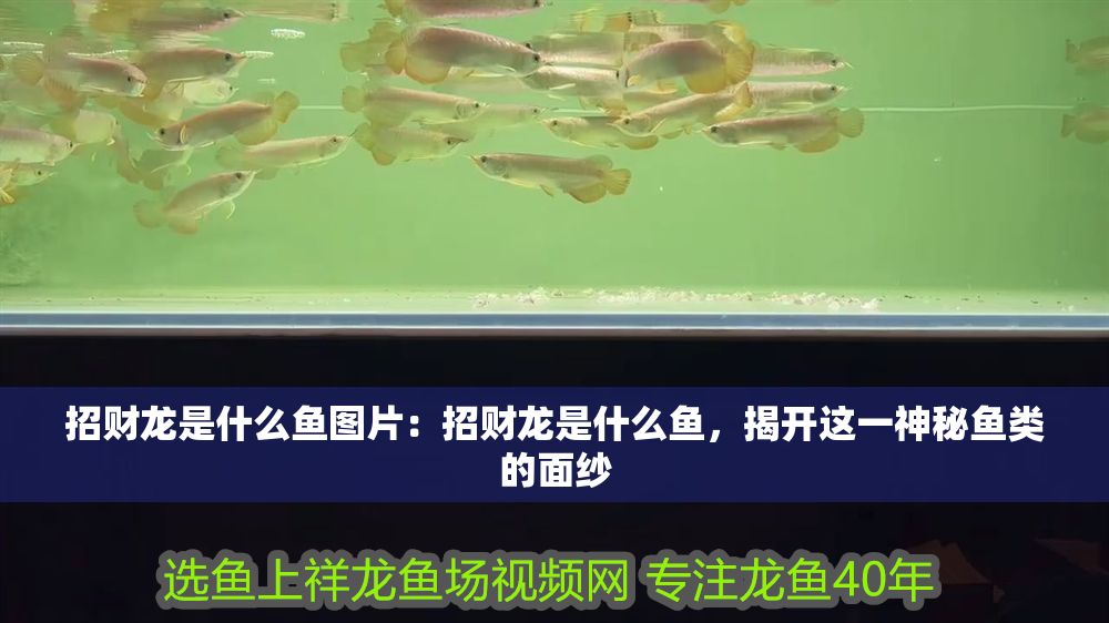 招財龍是什么魚圖片：招財龍是什么魚，揭開這一神秘魚類的面紗