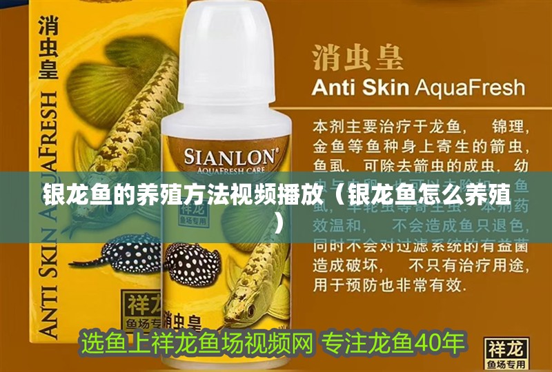 銀龍魚的養殖方法視頻播放（銀龍魚怎么養殖）