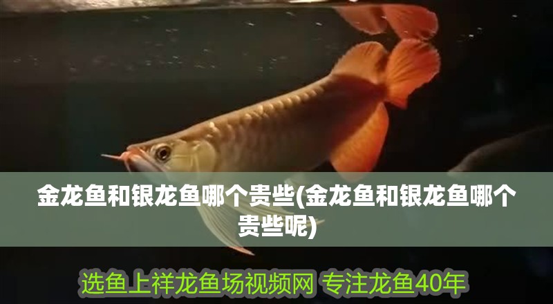 金龍魚和銀龍魚哪個貴些(金龍魚和銀龍魚哪個貴些呢)