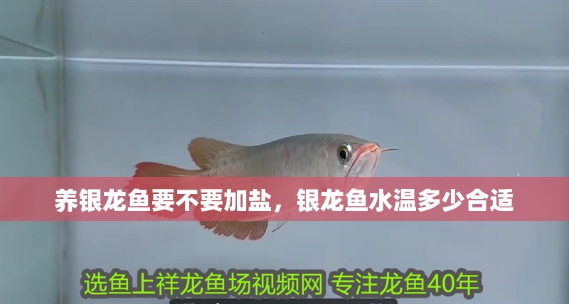 我的虎魚真菌感染了要怎么處理 養銀龍魚要不要加鹽,銀龍魚水溫多少合適 銀龍魚百科 養銀龍魚要不要加鹽,銀龍魚水溫多少合適 養銀龍魚要不要加鹽,銀龍魚水溫多少合適 銀龍魚百科
