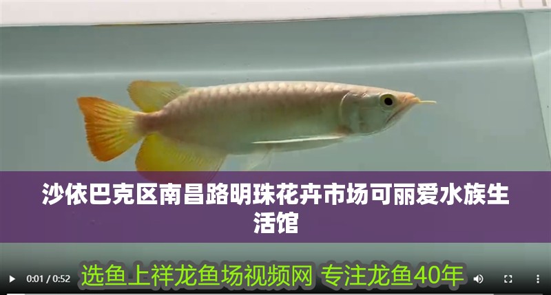 沙依巴克區南昌路明珠花卉市場可麗愛水族生活館