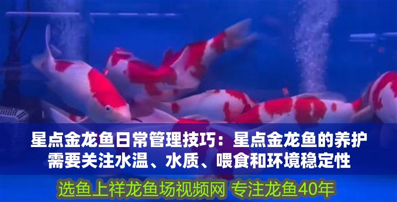 星點金龍魚日常管理技巧：星點金龍魚的養護需要關注水溫、水質、喂食和環境穩定性