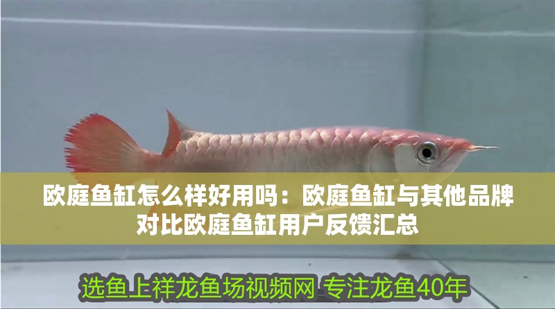 歐庭魚缸怎么樣好用嗎：歐庭魚缸與其他品牌對(duì)比歐庭魚缸用戶反饋匯總
