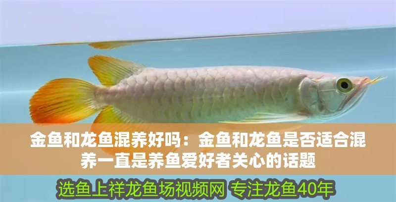 金魚和龍魚混養(yǎng)好嗎：金魚和龍魚是否適合混養(yǎng)一直是養(yǎng)魚愛好者關(guān)心的話題