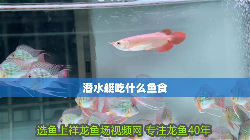 潛水艇吃什么魚食