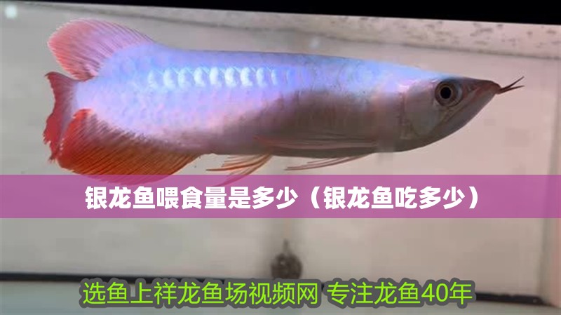 銀龍魚喂食量是多少（銀龍魚吃多少）