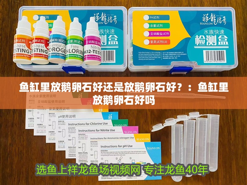 虎魚天天黑來點赤瞳黃金 魚缸里放鵝卵石好還是放鵝卵石好?:魚缸里放鵝卵石好嗎 魚缸百科 魚缸里放鵝卵石好還是放鵝卵石好?:魚缸里放鵝卵石好嗎 魚缸里放鵝卵石好還是放鵝卵石好?:魚缸里放鵝卵石好嗎 魚缸百科