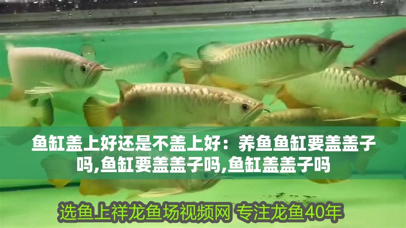 魚缸蓋上好還是不蓋上好：養魚魚缸要蓋蓋子嗎,魚缸要蓋蓋子嗎,魚缸蓋蓋子嗎