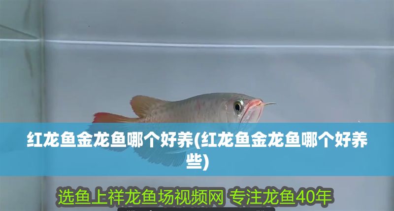 紅龍魚金龍魚哪個好養(紅龍魚金龍魚哪個好養些)