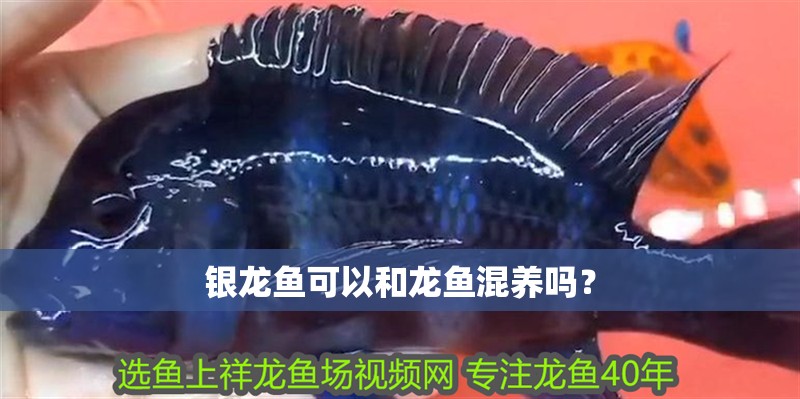 銀龍魚(yú)可以和龍魚(yú)混養(yǎng)嗎？