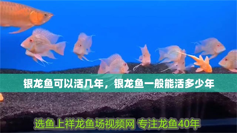 銀龍魚可以活幾年，銀龍魚一般能活多少年