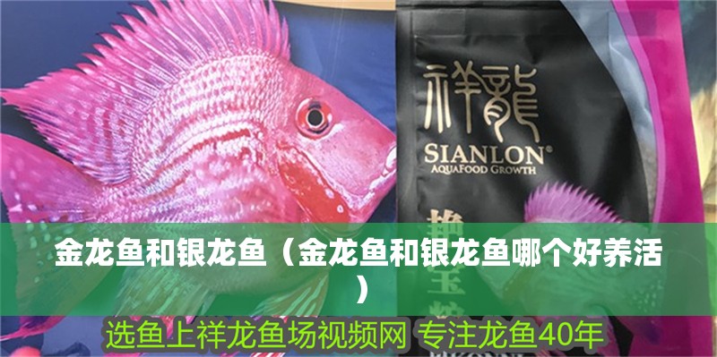 金龍魚和銀龍魚（金龍魚和銀龍魚哪個好養活）